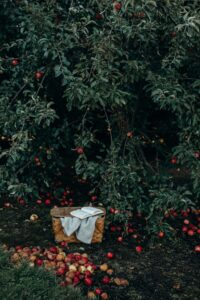 gambar pohon apel rezeki bongkar rahasia kaya raya